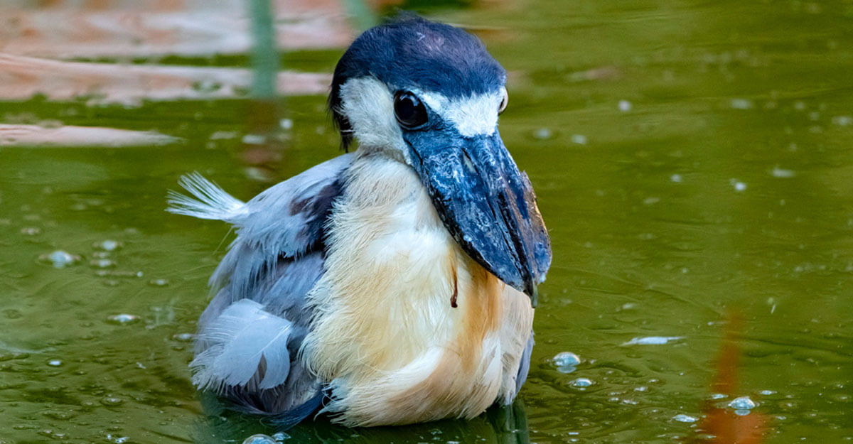 Savacou huppé bioparc-parc-zoologique-savacou-huppe
