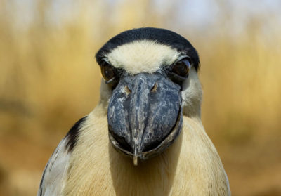 Portrait de savacou huppé