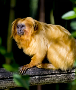Tamarin lion doré sur une branche