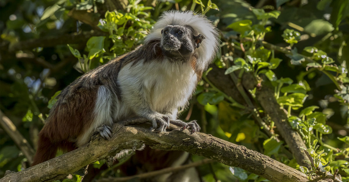 bioparc-parc-zoologique-tamarin-pinché