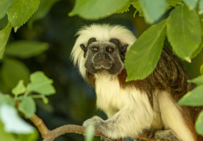 Portrait d'un tamarin pinché