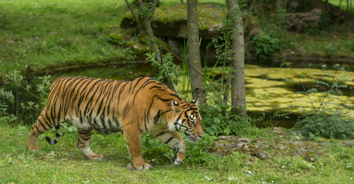 bioparc-parc-zoologique-tigre-sumatra