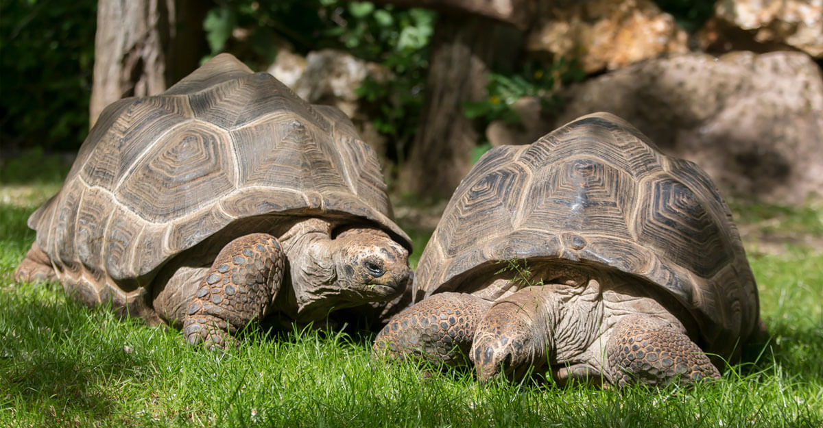 bioparc-parc-zoologique-tortue-geante-seychelles