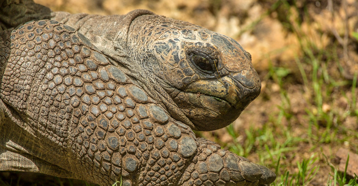 bioparc-parc-zoologique-tortue-geante-seychelles