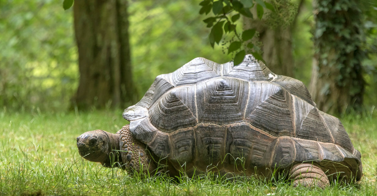 bioparc-parc-zoologique-tortue-geante-seychelles