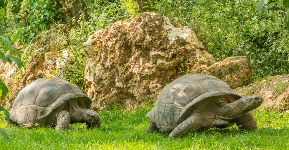bioparc-parc-zoologique-tortue-geante-seychelles