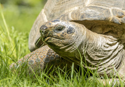 Portrait tortue géante des Seychelles