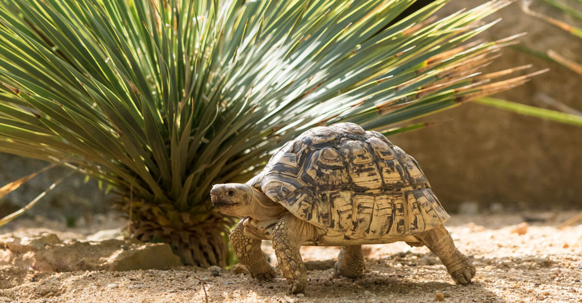 bioparc-parc-zoologique-tortue-leopard