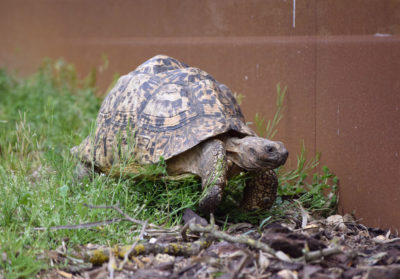 Tortue léopard dans l'herbe