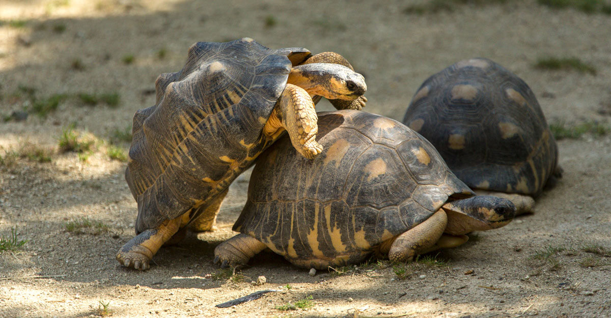 bioparc-parc-zoologique-tortue-radiee