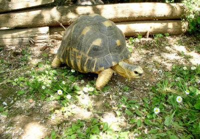 Tortue radiée dans l'herbe