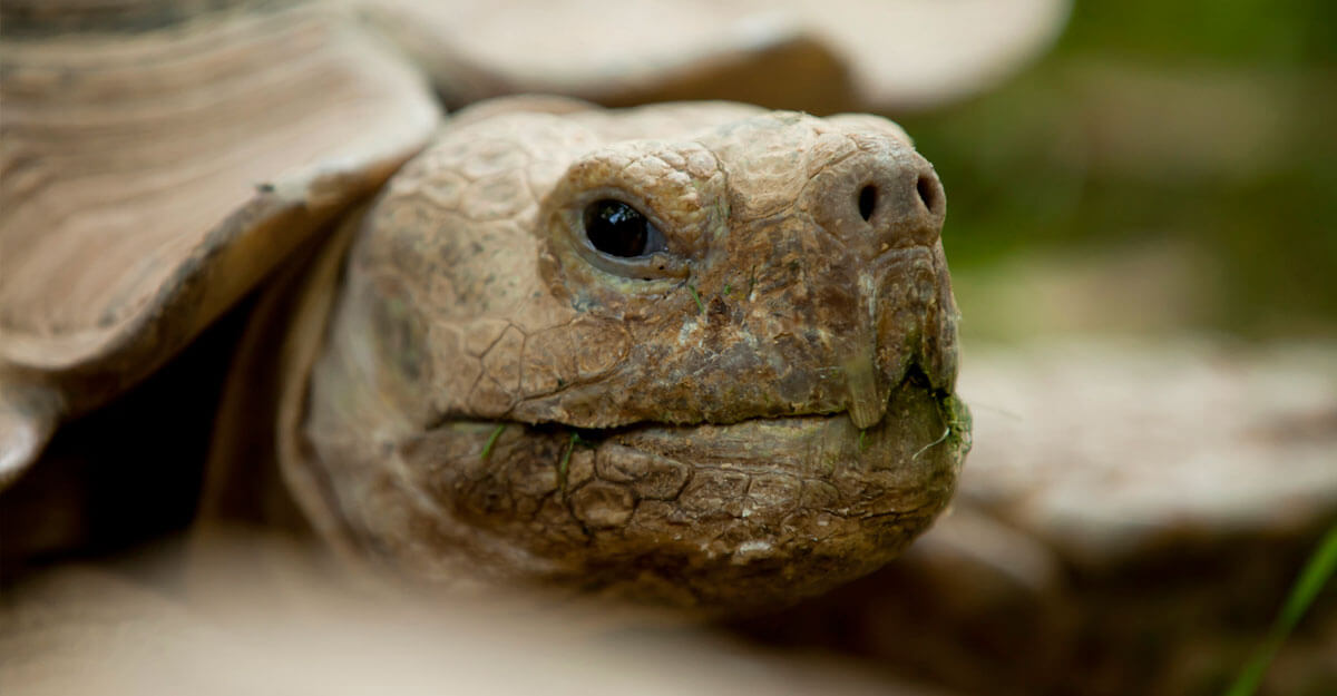 Tortue sillonnée bioparc-parc-zoologique-tortue-sillonnee
