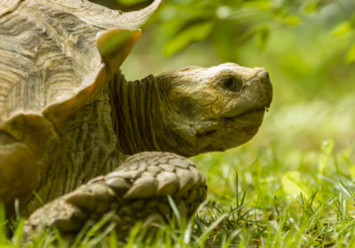 Portrait d'une tortue sillonnée