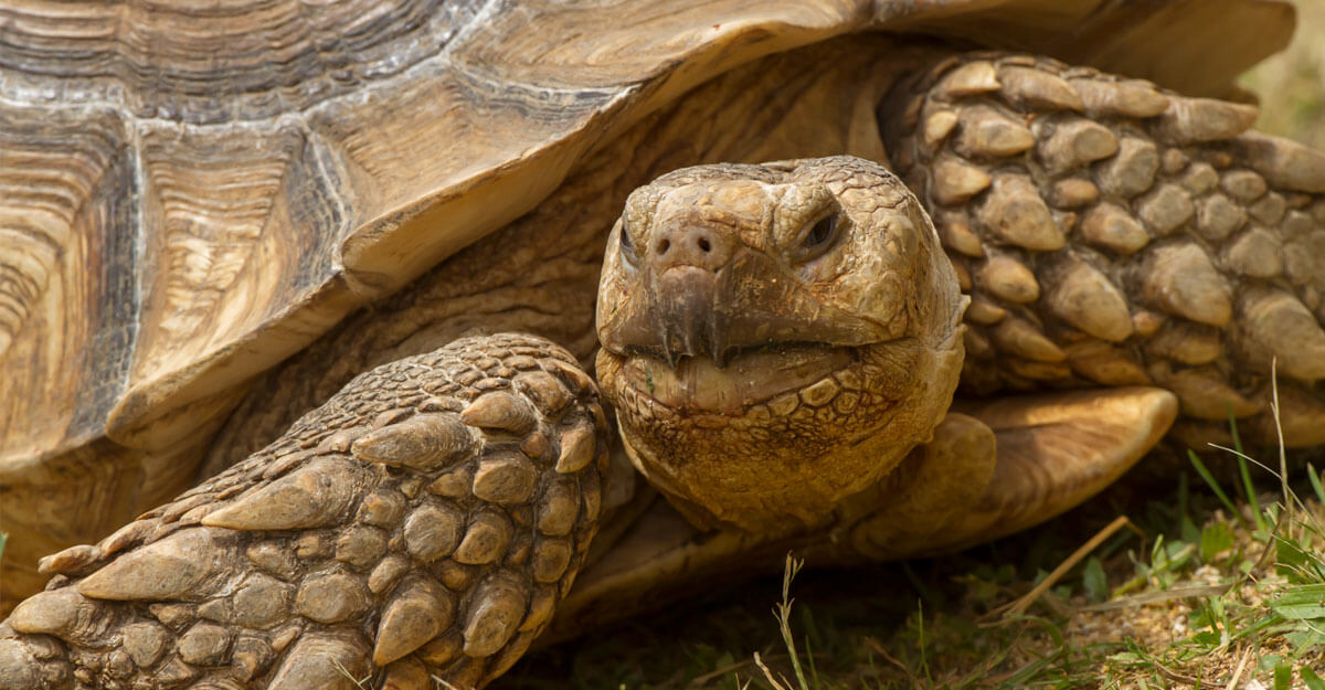 bioparc-parc-zoologique-tortue-sillonnee