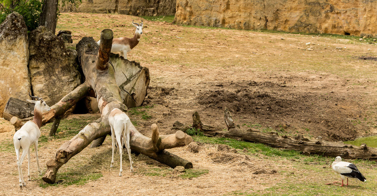 bioparc-parc-zoologique-vallee-des-rhinos