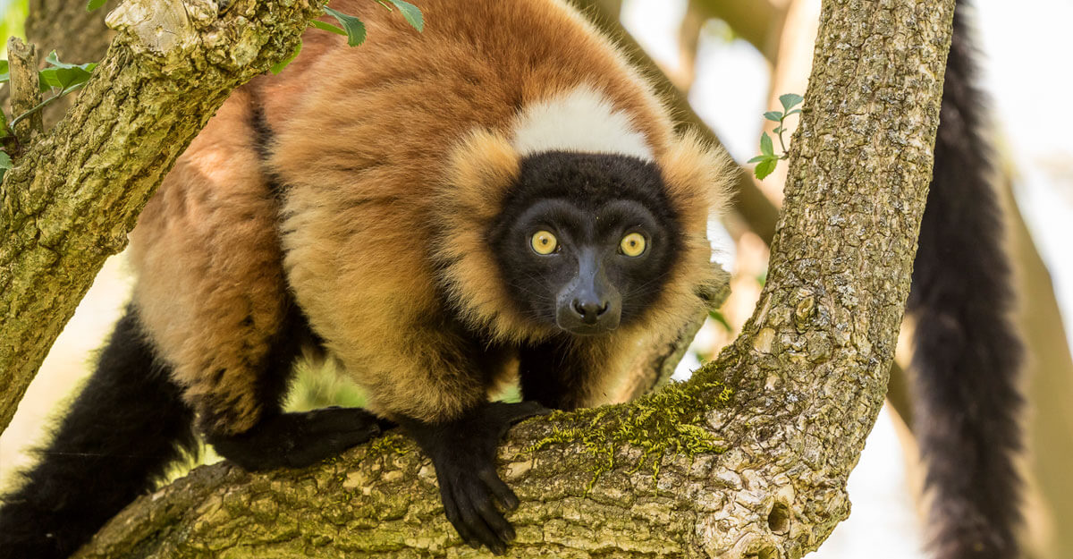 Vari roux bioparc-parc-zoologique-vari-roux