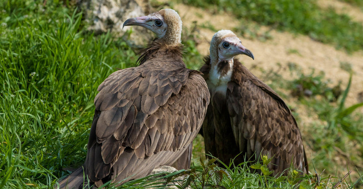 Vautour à capuchon bioparc-parc-zoologique-vautour-capuchon
