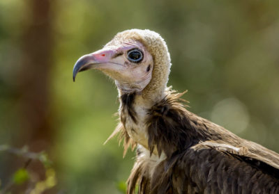 Portrait d'un vautour à capuchon