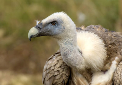 Portrait d'un vautour fauve