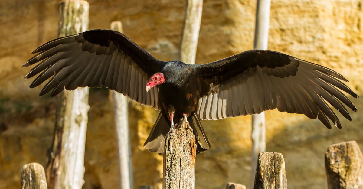 Vautour à tête rouge bioparc-parc-zoologique-vautour-tete-rouge