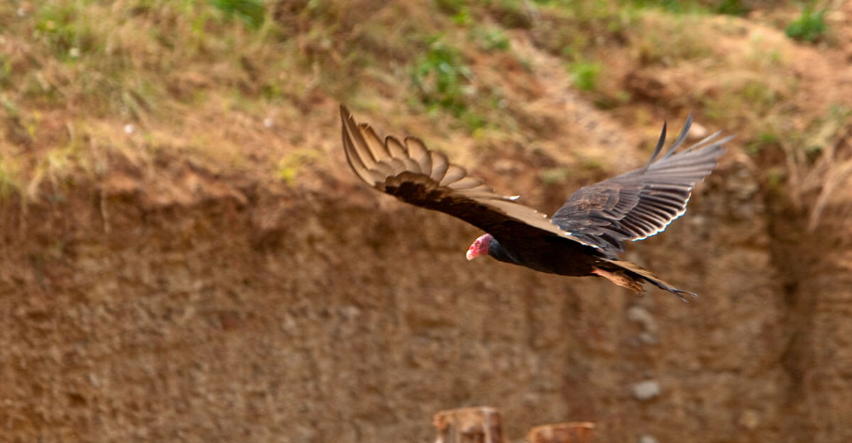 Vautour à tête rouge bioparc-parc-zoologique-vautour-tete-rouge