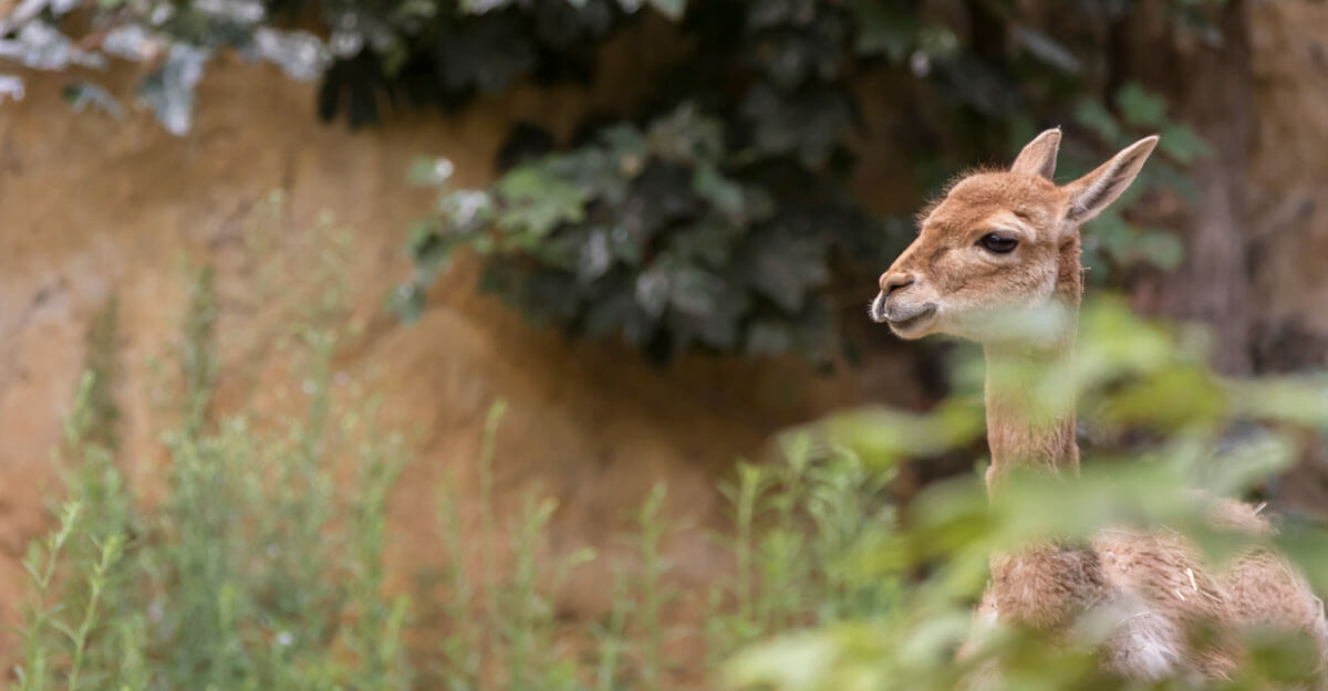 Vigogne bioparc-parc-zoologique-vigogne