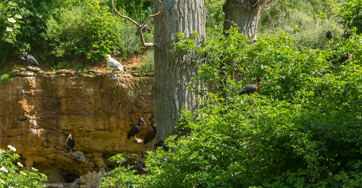 bioparc-parc-zoologique-voliere-europeenne