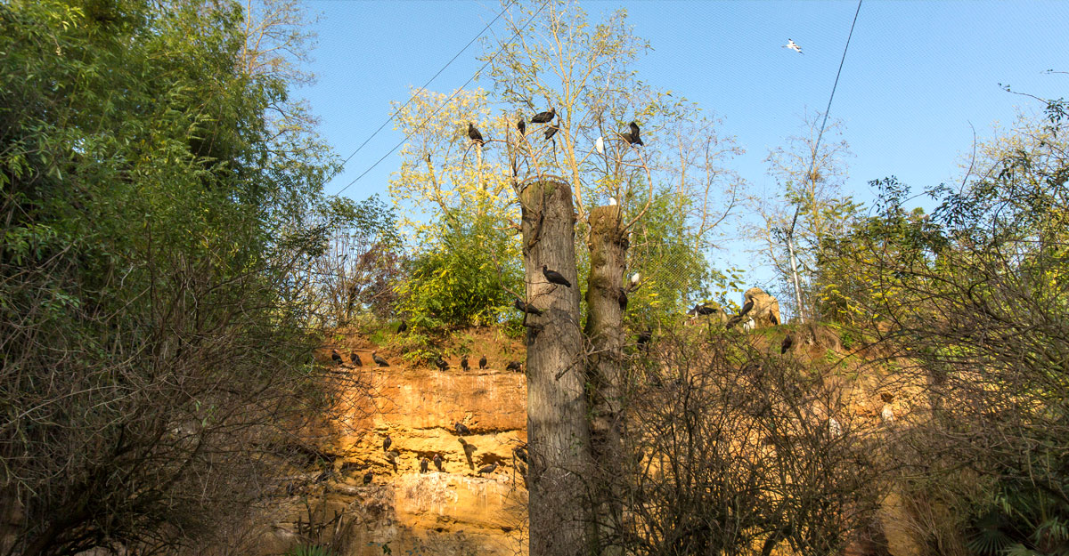 bioparc-parc-zoologique-voliere-europeenne