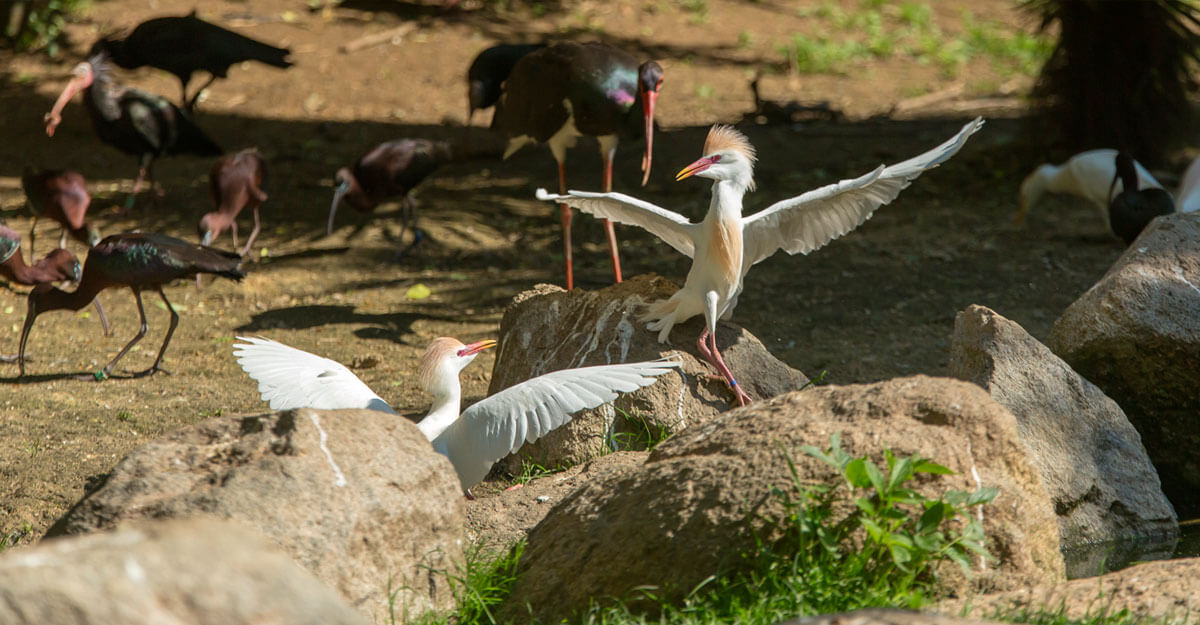 bioparc-parc-zoologique-voliere-europeenne
