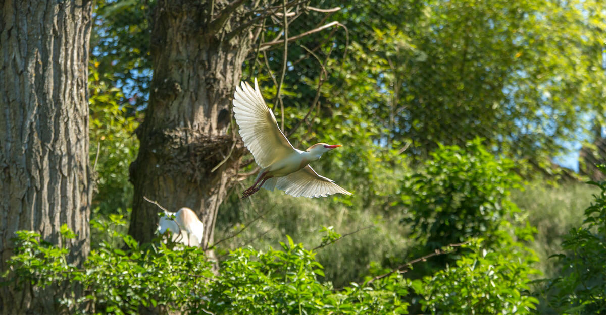 bioparc-parc-zoologique-voliere-europeenne