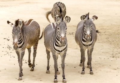 bioparc-parc-zoologique-zebre-grevy