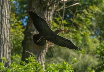 Ibis chauve en vol