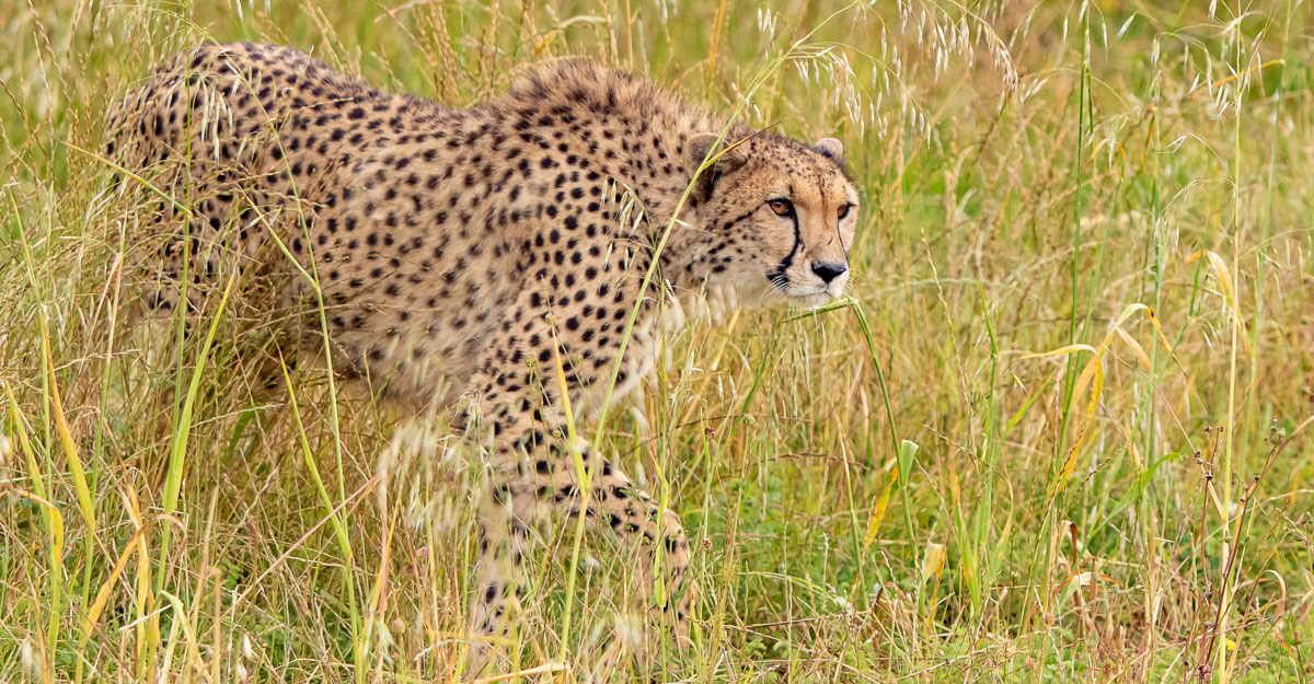 Guépard dans l'herbe bioparc-parc-zoologique-guepard