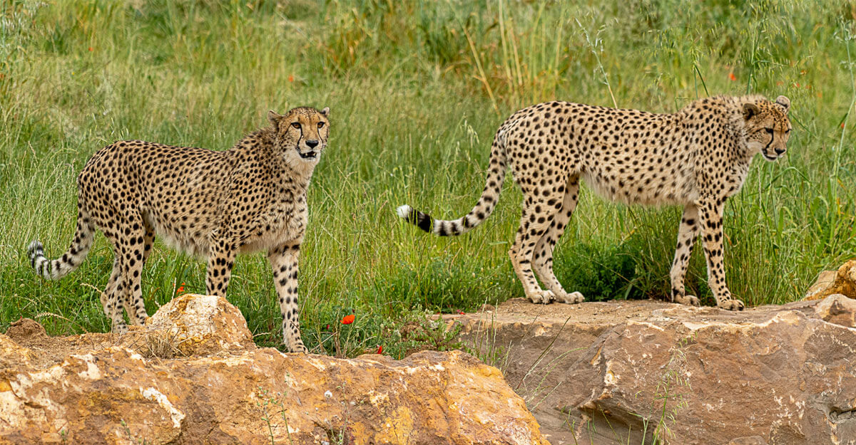 Guépards bioparc-parc-zoologique-guepard