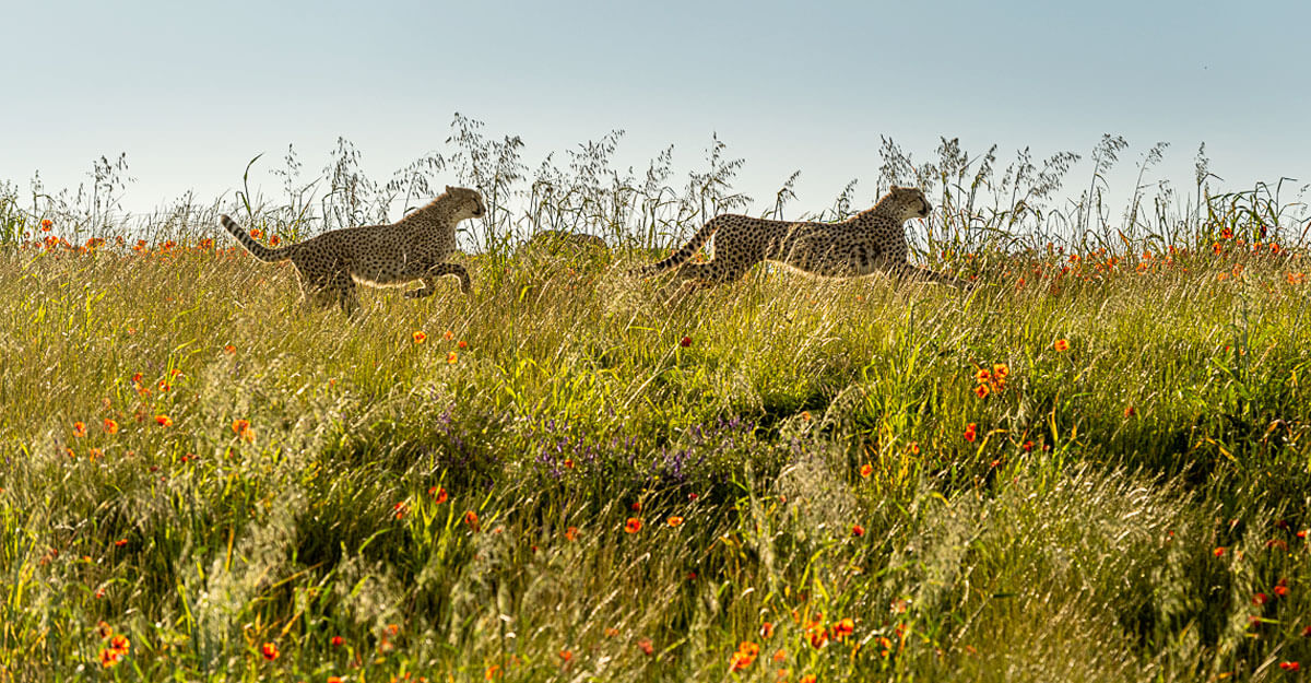 Course des guépards bioparc-parc-zoologique-guepard