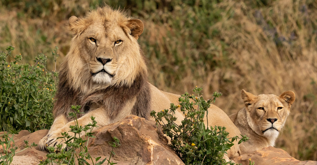 Le lion et la lionne bioparc-parc-zoologique-lion