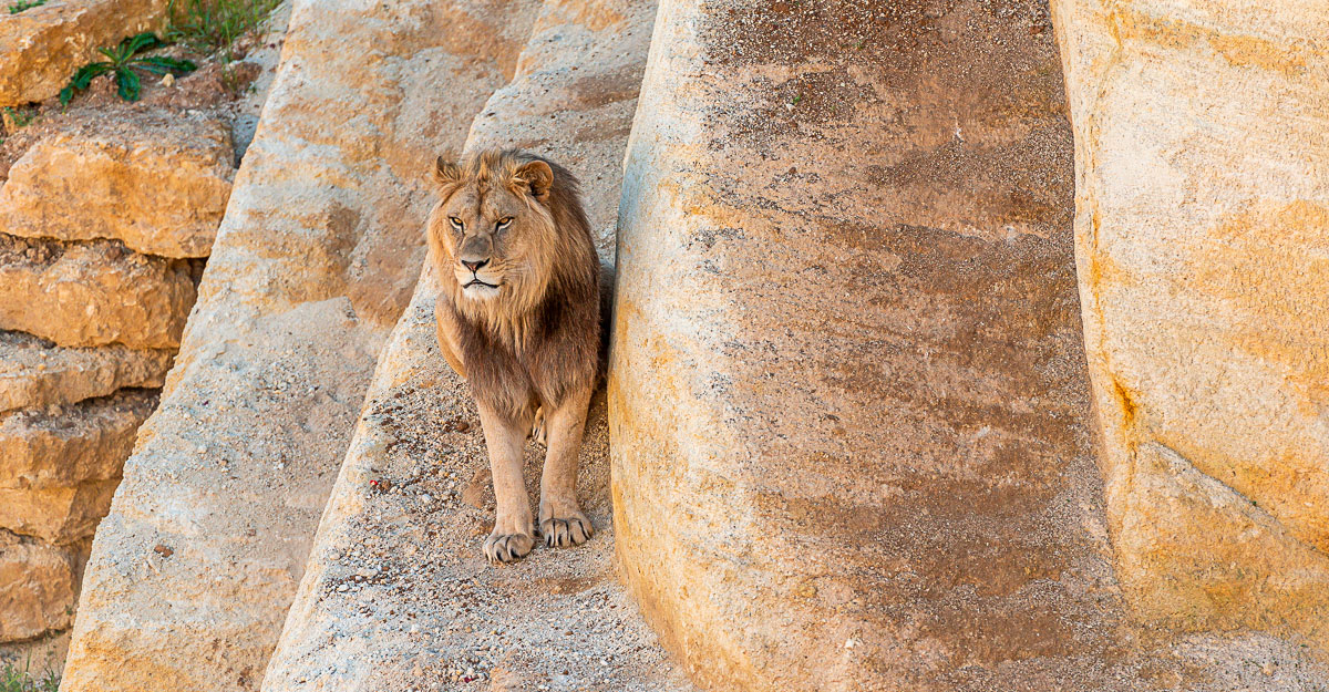 Lion bioparc-parc-zoologique-lion