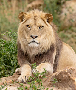 Lion couché sur un rocher