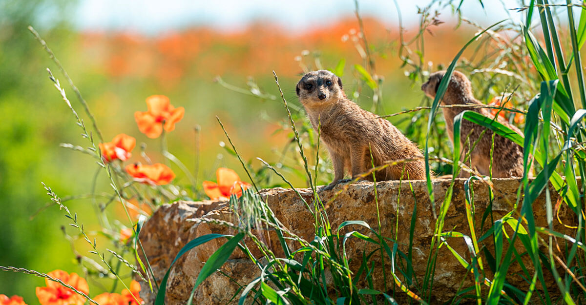 Suricate bioparc-parc-zoologique-suricate