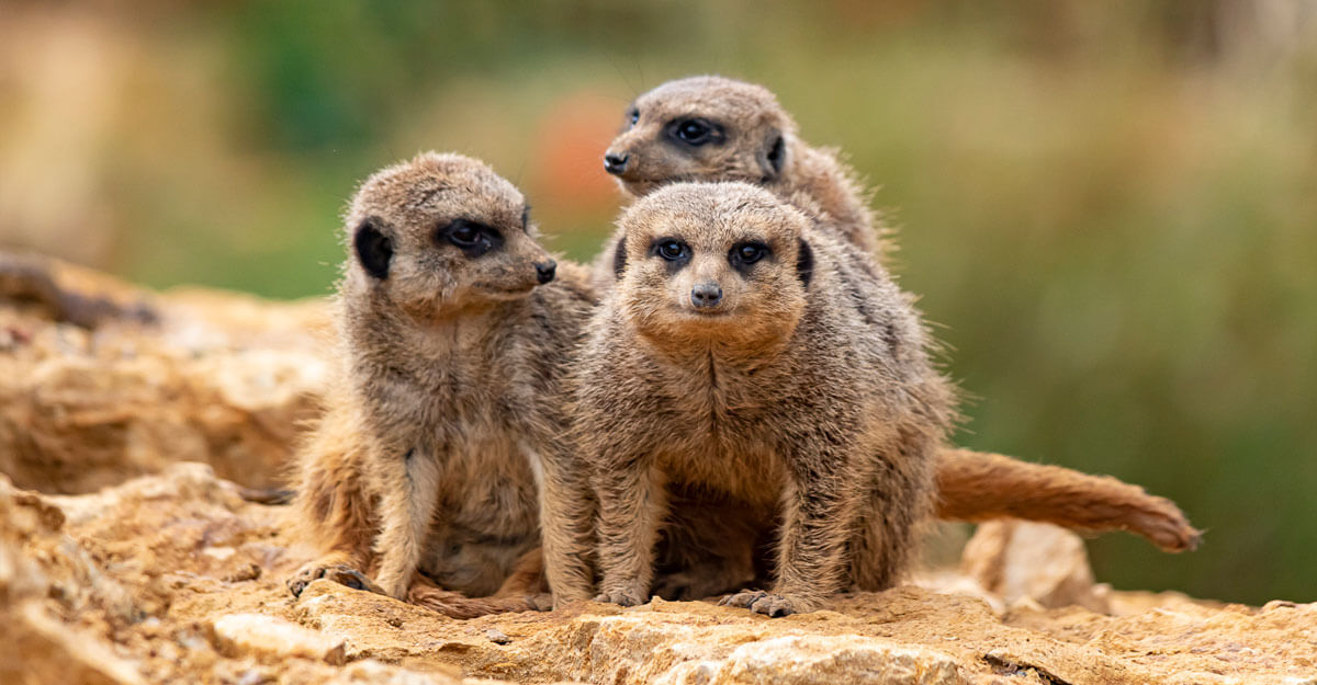 Suricate bioparc-parc-zoologique-suricate