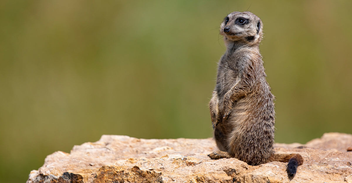 Surciate bioparc-parc-zoologique-suricate