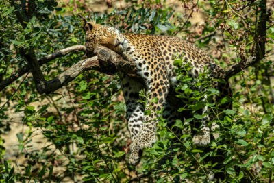 Panthere de Java couchée sur une branche