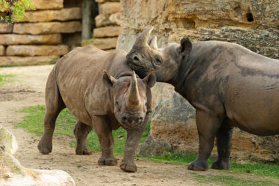 Rhinocréos se faisant un calin