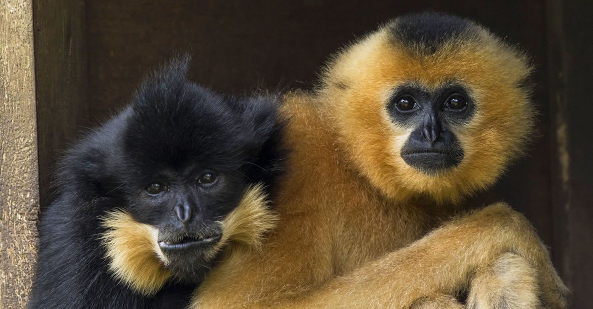 bioparc-parc-zoologique-gibbon-favoris-roux bioparc-parc-zoologique-gibbon-favoris-roux