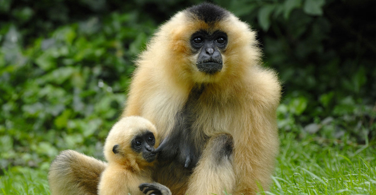 bioparc-parc-zoologique-gibbon-favoris-roux bioparc-parc-zoologique-gibbon-favoris-roux