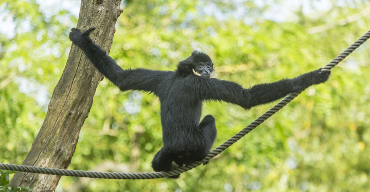 bioparc-parc-zoologique-gibbon-favoris-roux bioparc-parc-zoologique-gibbon-favoris-roux