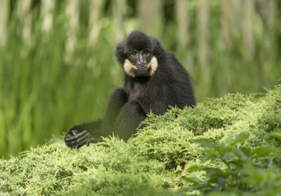 Gibbon à favoris roux assis dans un arbre