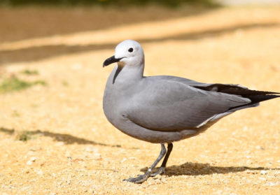 Goéland gris au sol