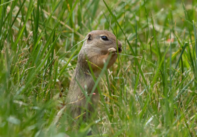 Souslik qui mange un brin d'herbe