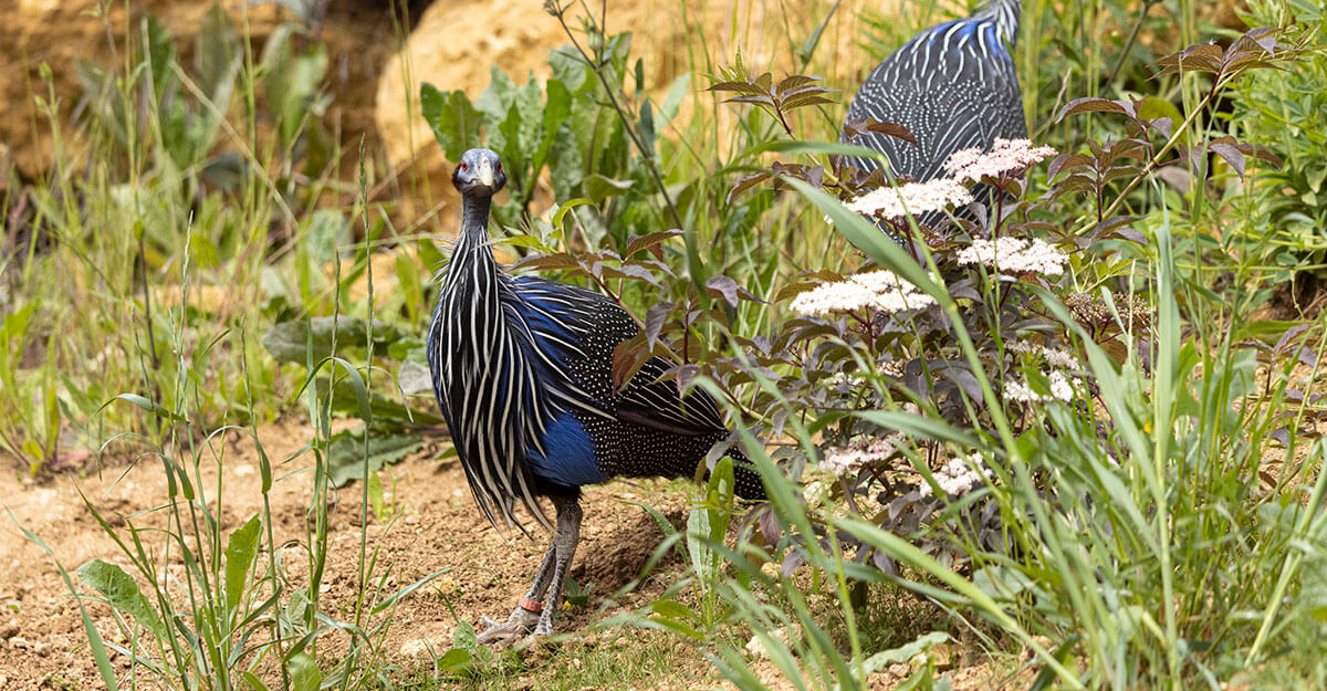bioparc-parc-zoologique-pintade-vulturine bioparc-parc-zoologique-pintade-vulturine